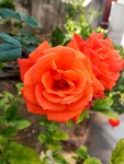 玫瑰花