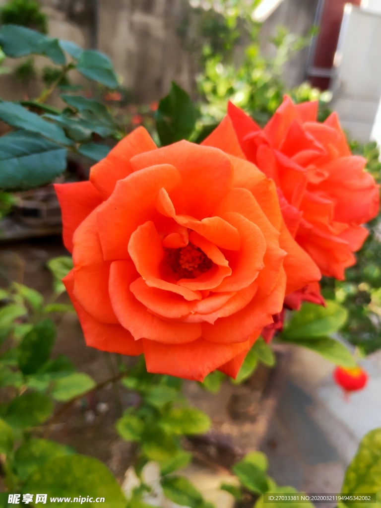 玫瑰花