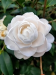 白茶花