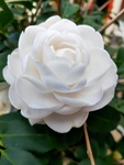 白茶花