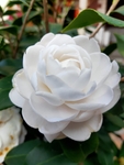 白 茶花