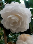 白茶花