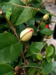 白兰花