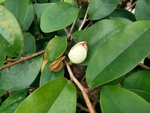 白兰花
