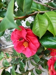 茶花与蜜蜂