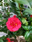 茶花