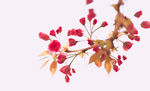 樱花节  樱花图