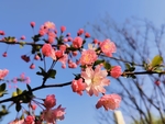 海棠