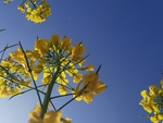 油菜花