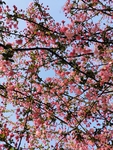 春日海棠