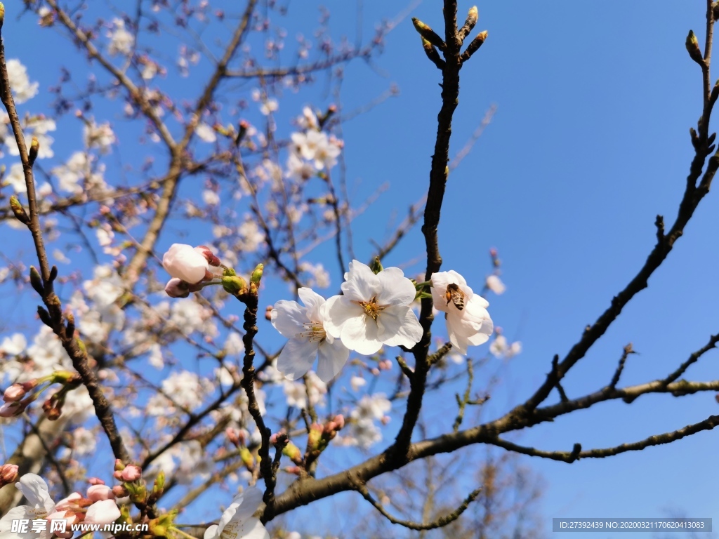 春日樱花