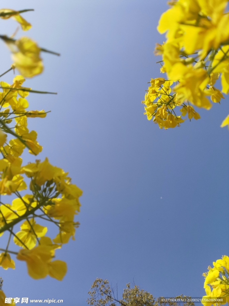 油菜花