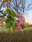 春日海棠