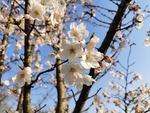 春日樱花