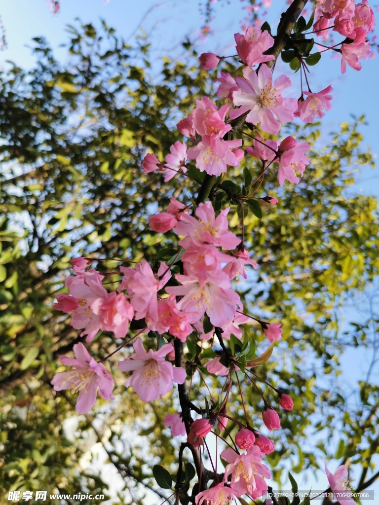 春日海棠