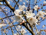 春日樱花