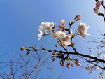 春日樱花