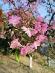 春日海棠