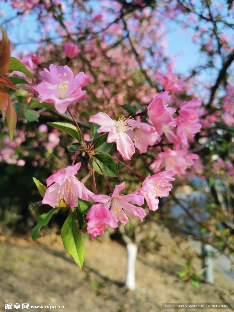 春日海棠