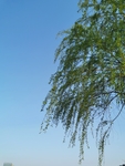 柳树