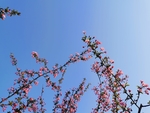 春日海棠