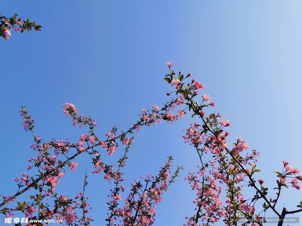 春日海棠