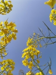 油菜花