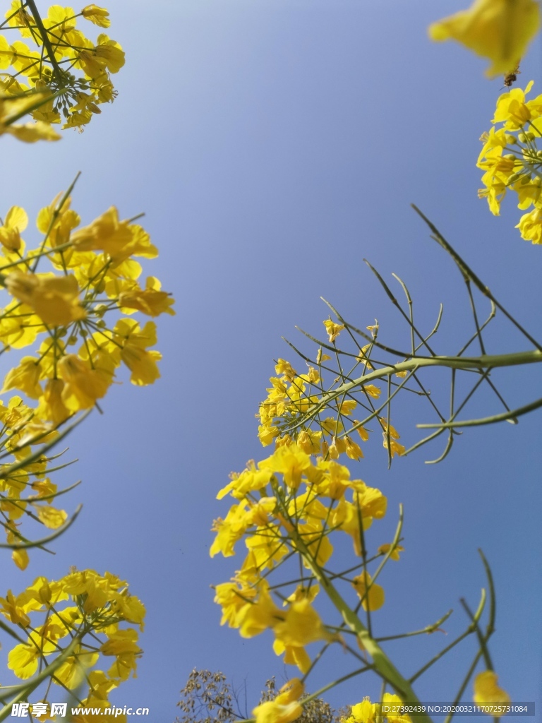 油菜花