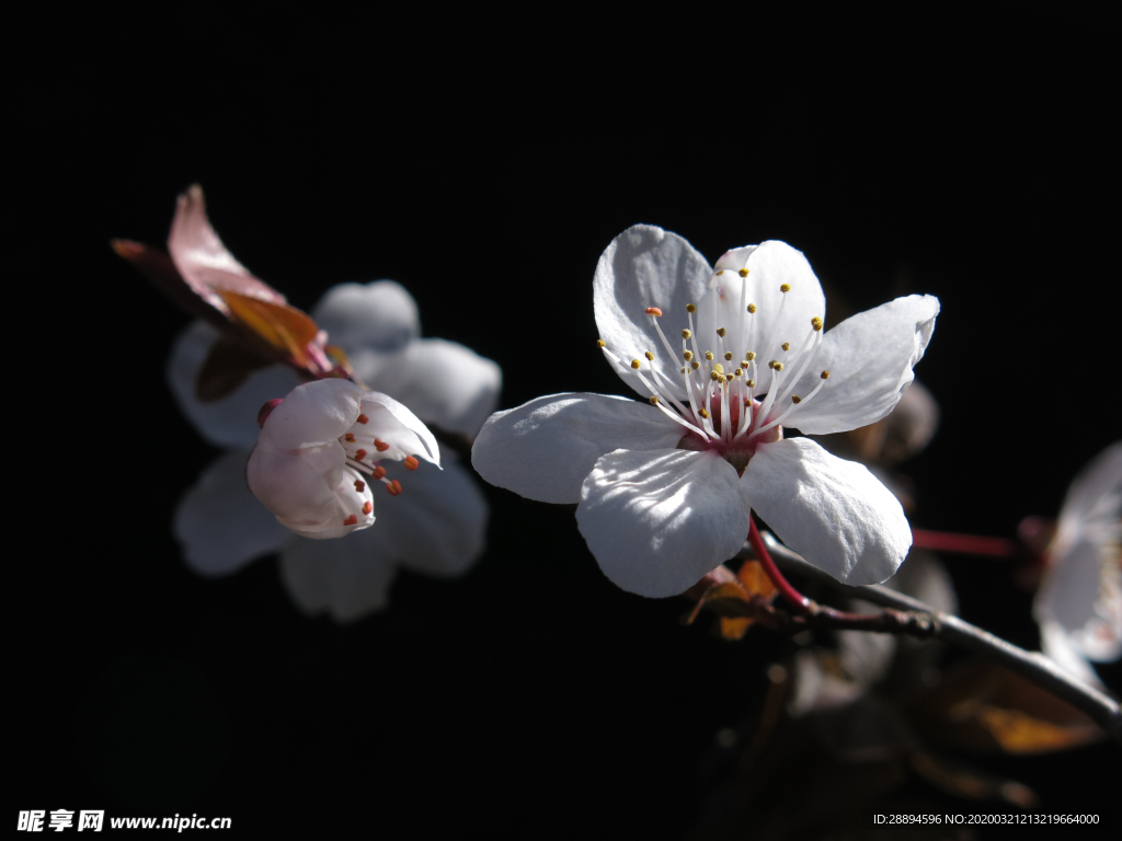 梅花 白 蜜蜂 鲜花 春天 水