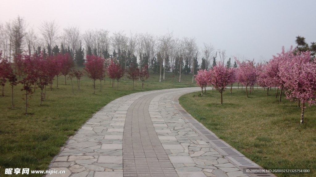 道路 原野 花 国