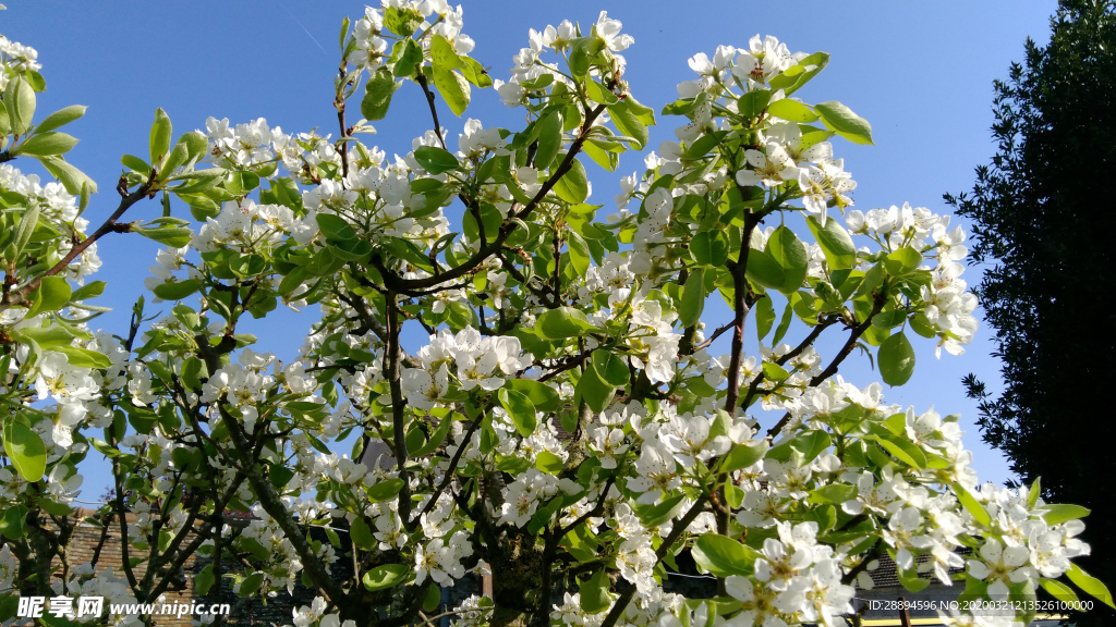 花 果园 春天 白 梨 花序