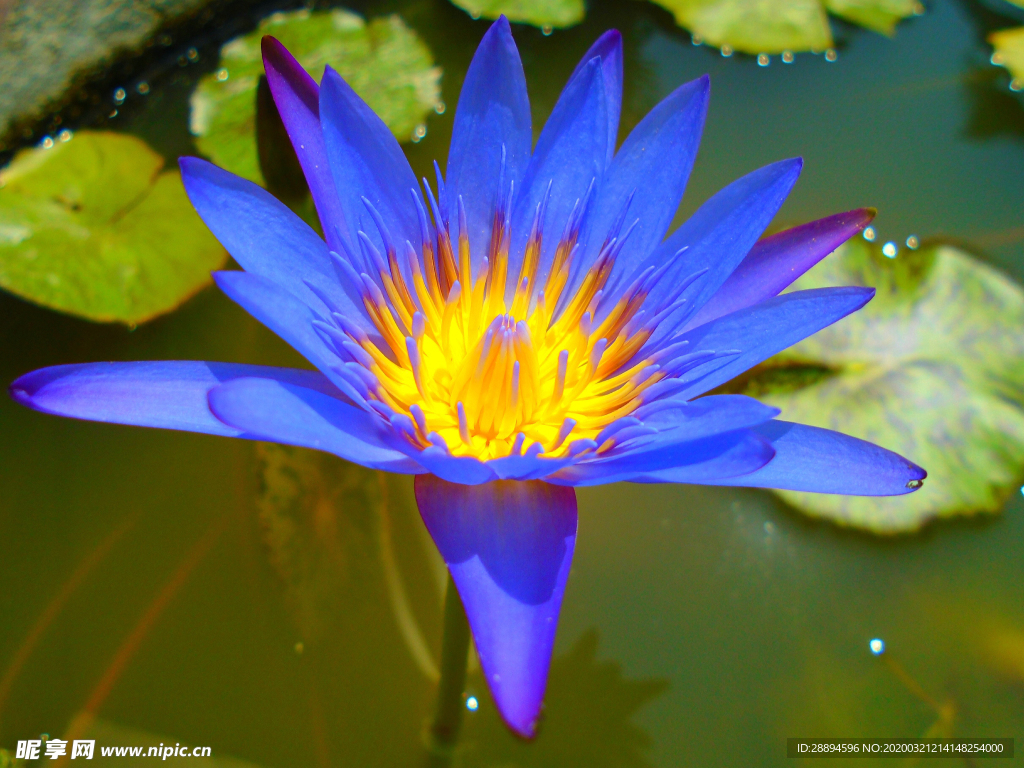 自然 花 水塘