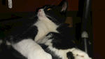 奶牛猫