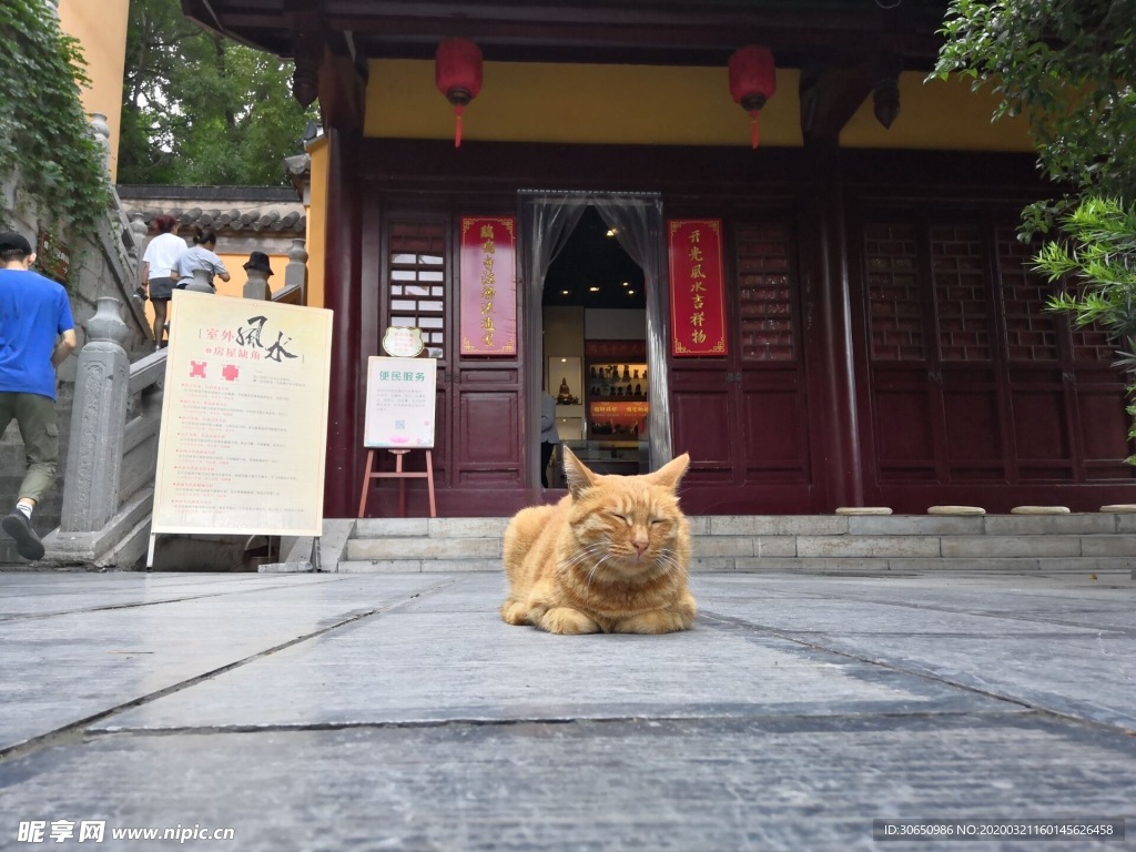猫