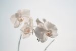 白色的花