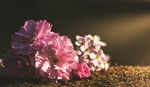 牡丹花