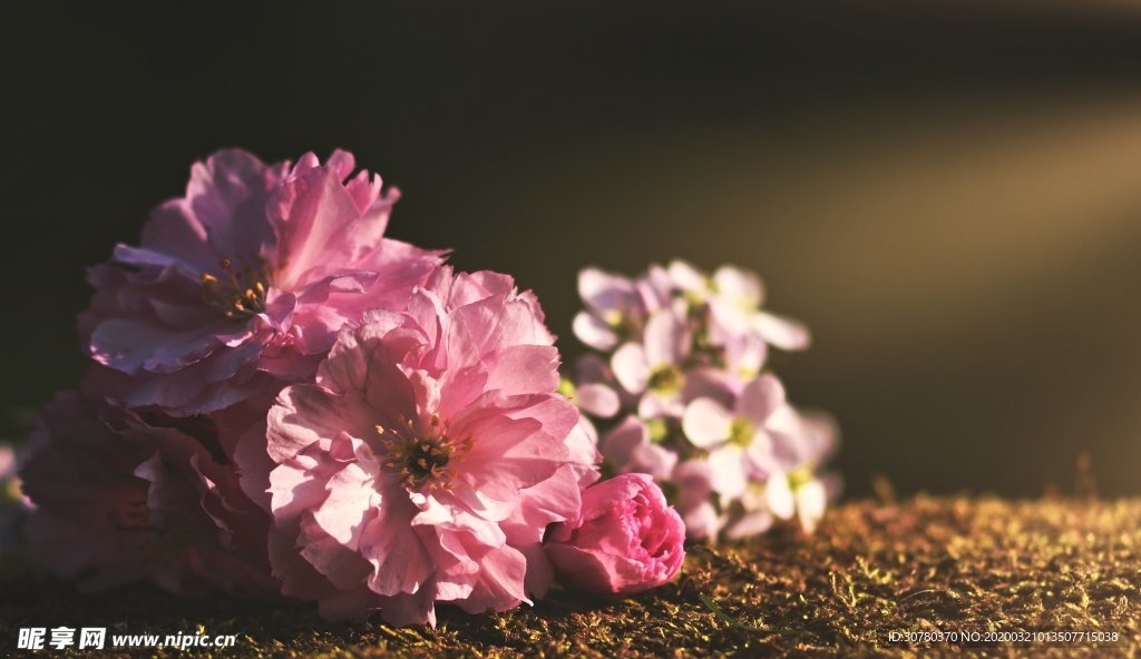 牡丹花