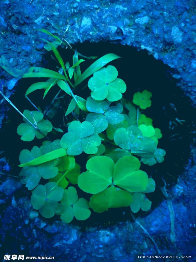 四叶莲草