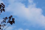 树与天空