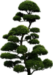 树