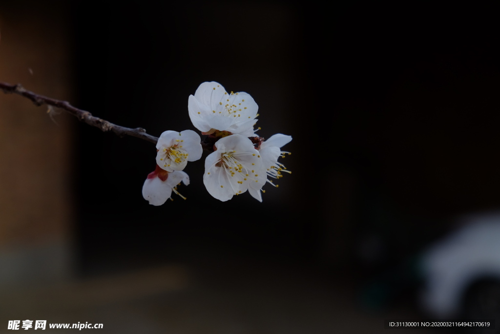 杏花