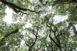 树枝繁茂森林天空