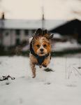 雪地上狂奔的狗子