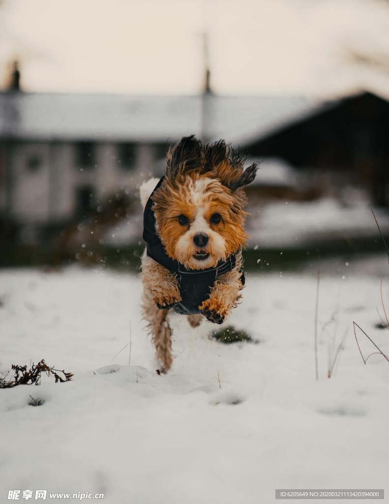 雪地上狂奔的狗子