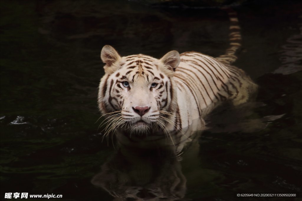 水中的白色老虎