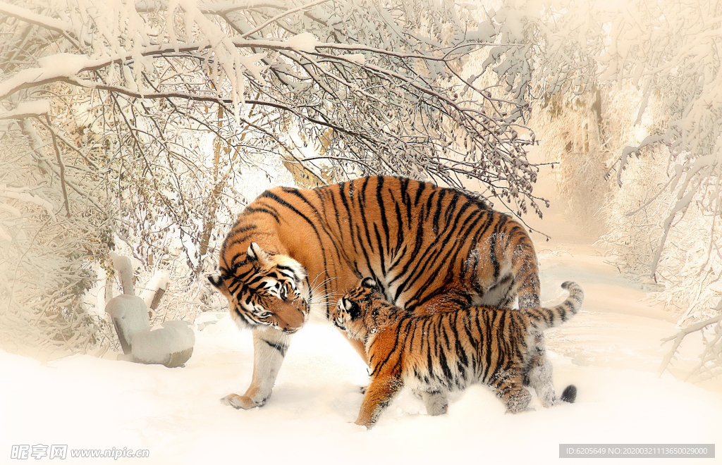 雪地里的老虎母子