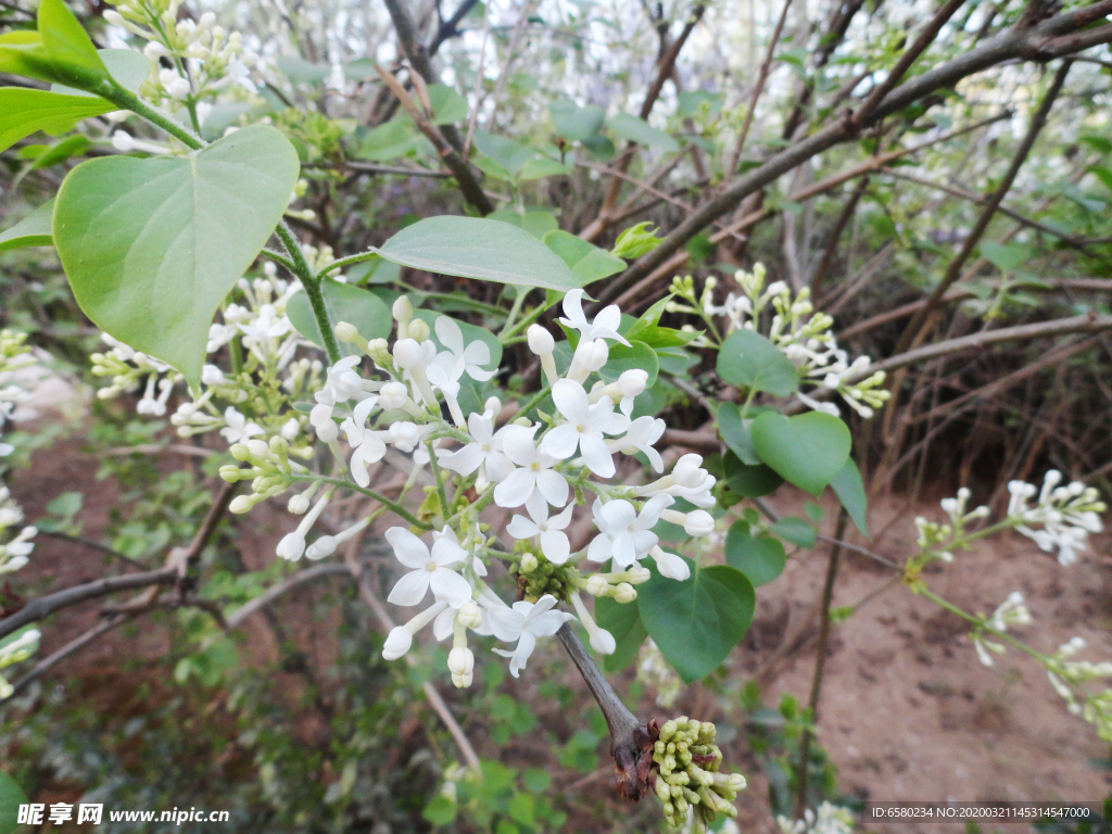 丁香花