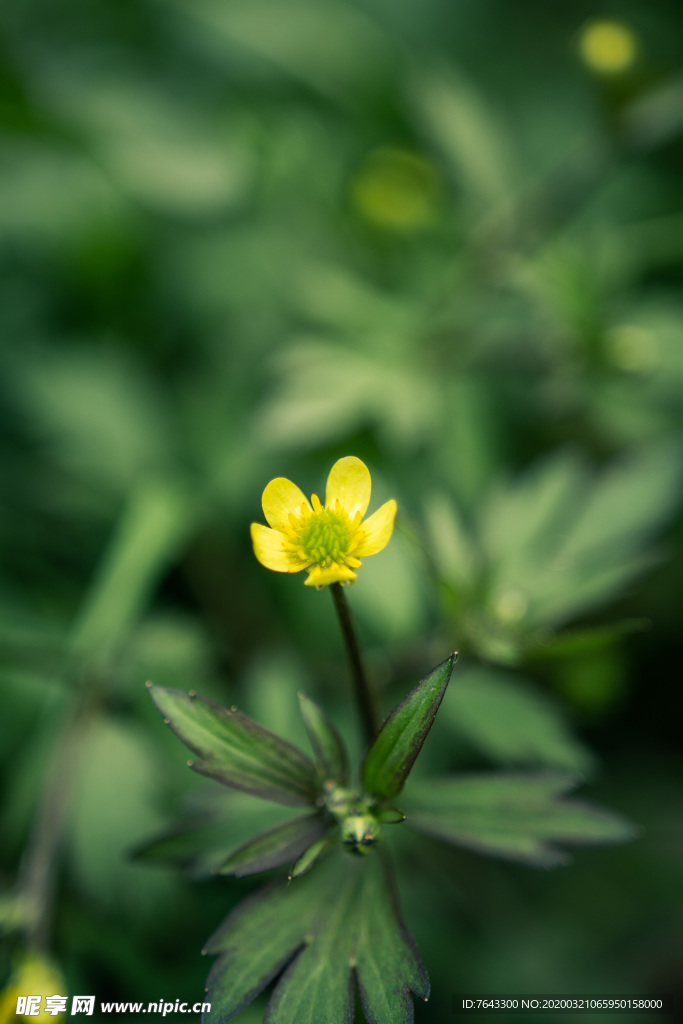 小黄花