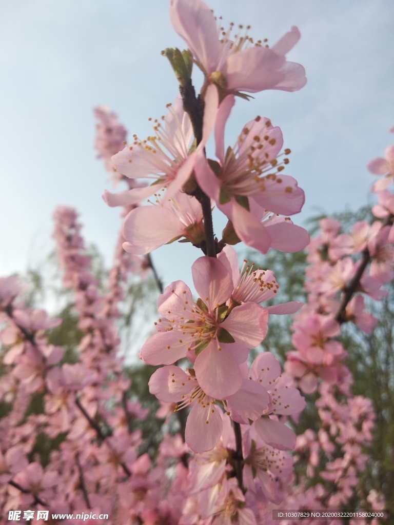 桃花