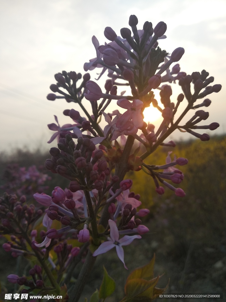 丁香花